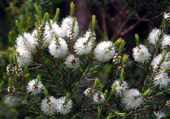 Melaleuca alternifolia,  ,  