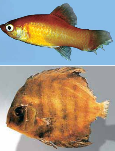 болезни аквариумных рыбок внешние признаки и лечение фото