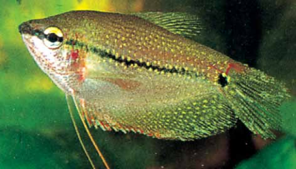 болезни аквариумных рыбок внешние признаки и лечение