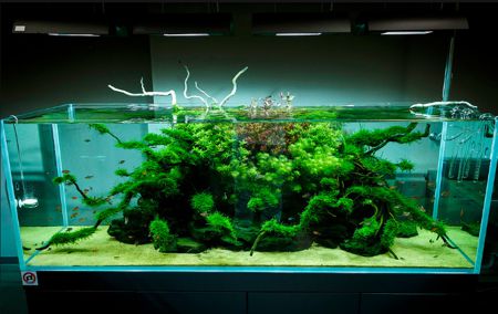 кислород в аквариуме