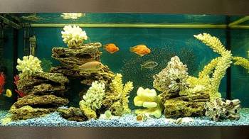 Дизайн аквариума кораллами. Псевдоморе