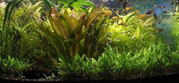 Оформление аквариума живыми растениями