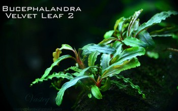 Буцефаландра бархатный лист (bucephalandra velvet leaf 2)