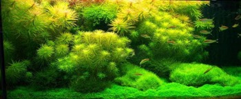 Людвигия Куба в аквариуме Оливера Кнотта