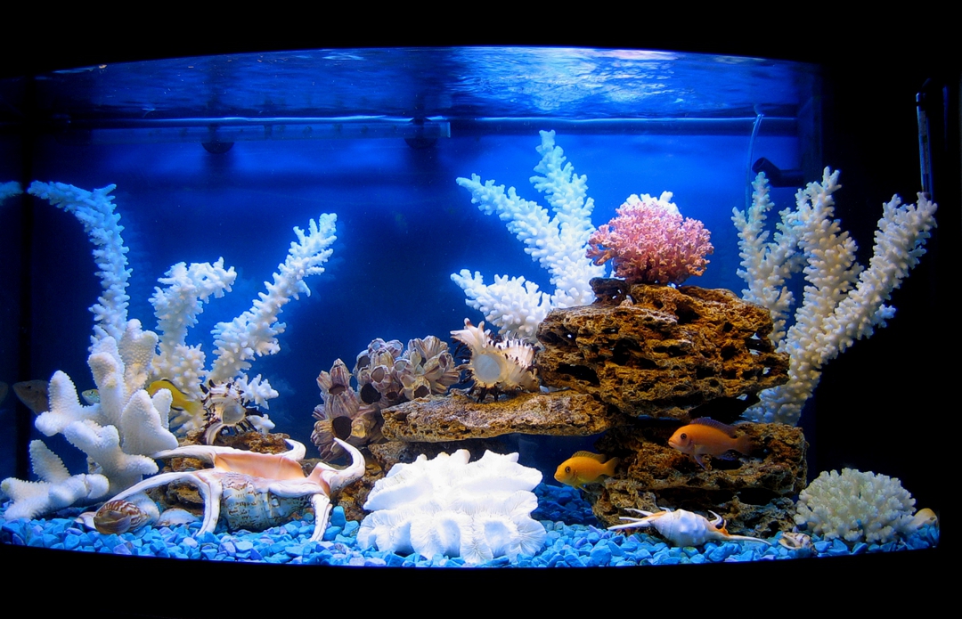 аквариум с синим фоном