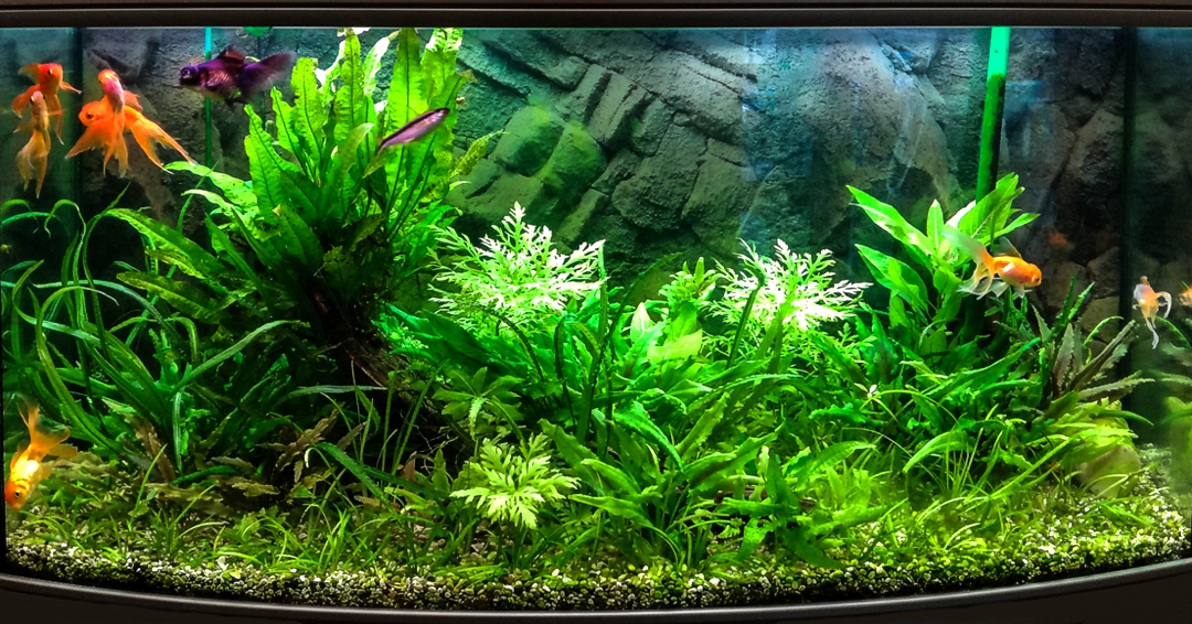 золотые рыбки и растения