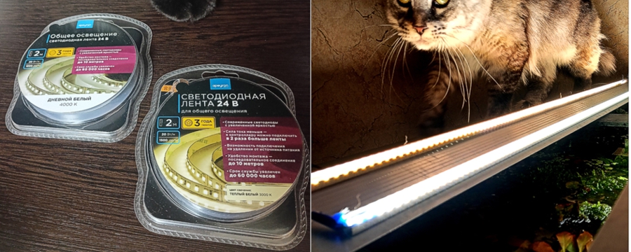 кошка на аквариуме