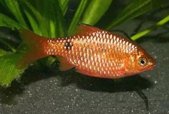 барбус огненный
