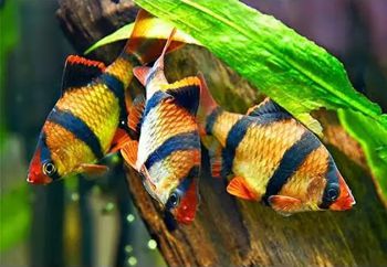 суматранские барбусы