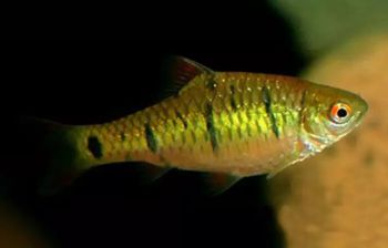 барбус зелёный