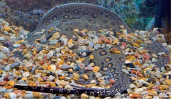 скат зарылся в грунт