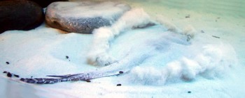 скат зарывается в песок