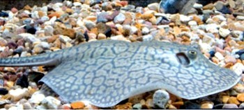 упитанный скат