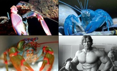   Cherax