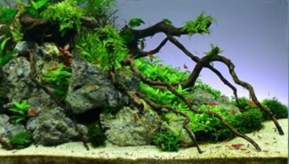 ��������� ����