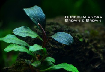 bucephalandra   