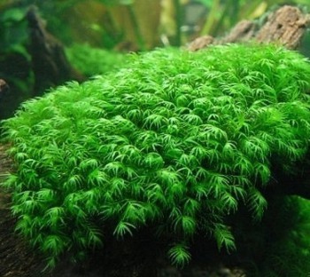   (Fissidens fontanus)