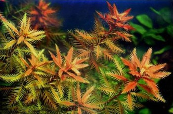   (Proserpinaca palustris)